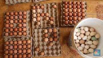 Detail Gambar Telur Ayam Petelur Nomer 34