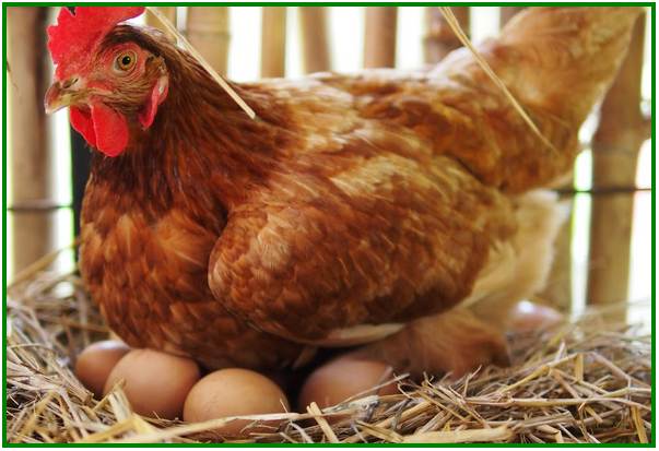 Detail Gambar Telur Ayam Petelur Nomer 36