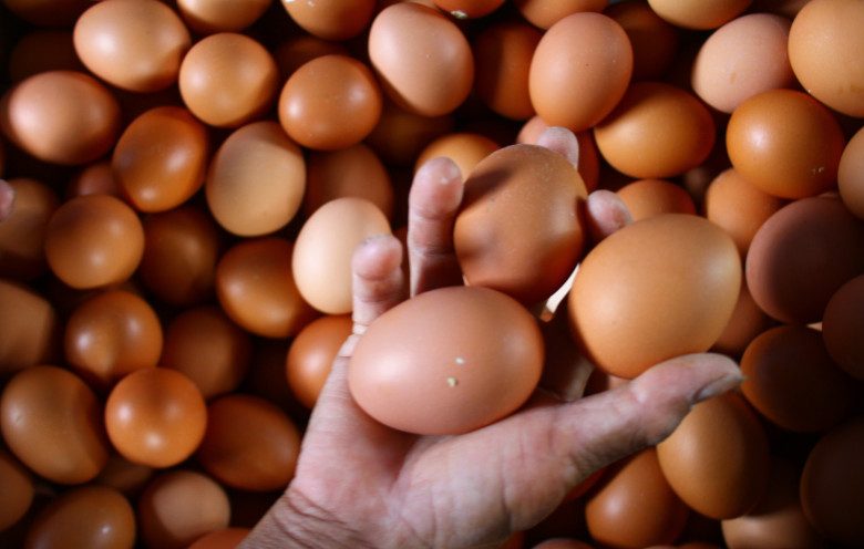 Detail Gambar Telur Ayam Petelur Nomer 42