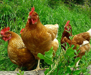 Detail Gambar Telur Ayam Petelur Nomer 53