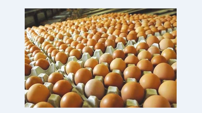 Detail Gambar Telur Ayam Petelur Nomer 54