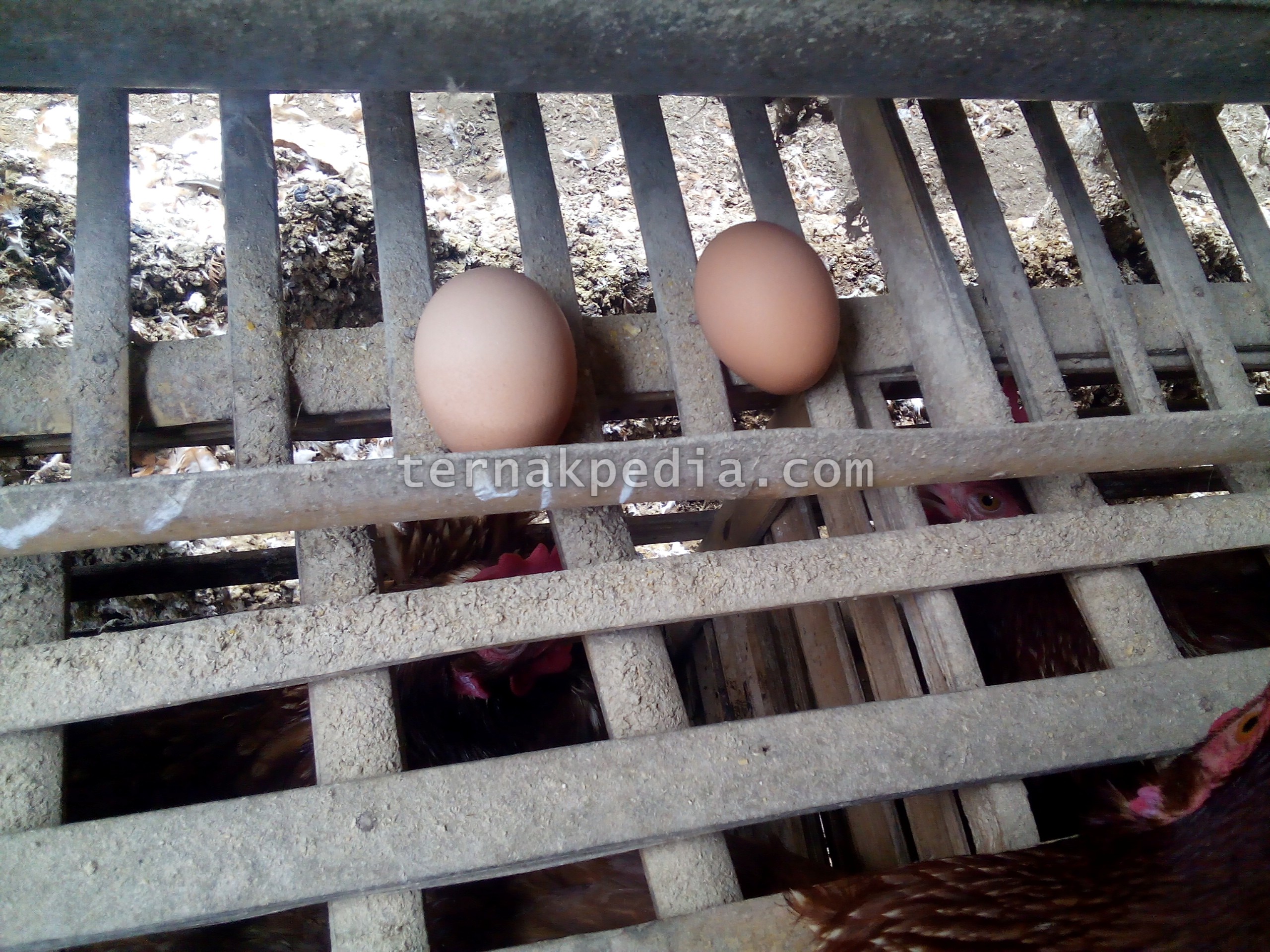 Detail Gambar Telur Ayam Petelur Nomer 7