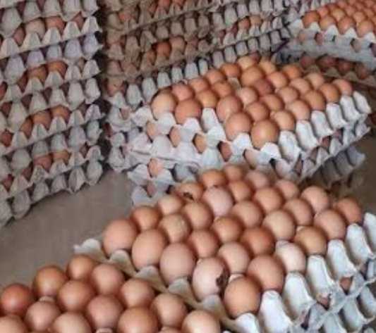 Detail Gambar Telur Ayam Ras Nomer 16