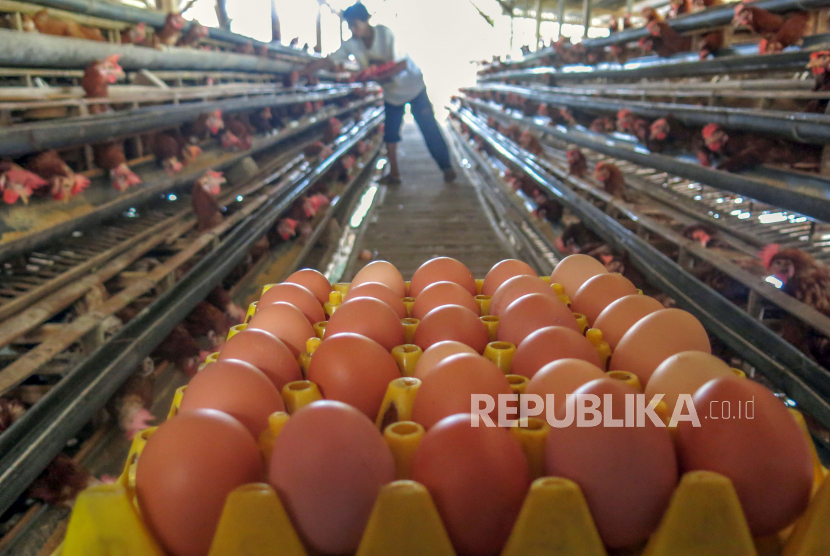 Detail Gambar Telur Ayam Ras Nomer 34