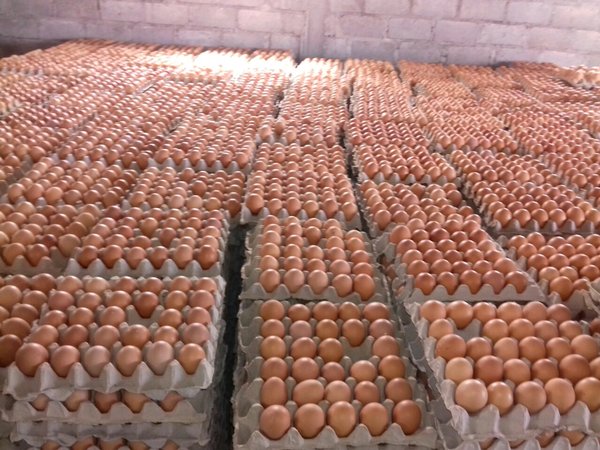 Detail Gambar Telur Ayam Ras Nomer 37