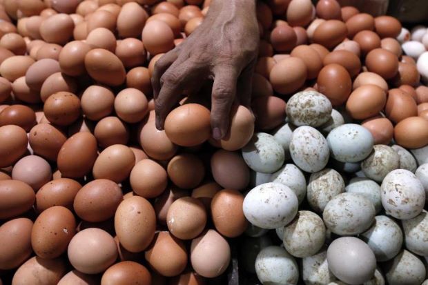 Detail Gambar Telur Ayam Ras Nomer 54