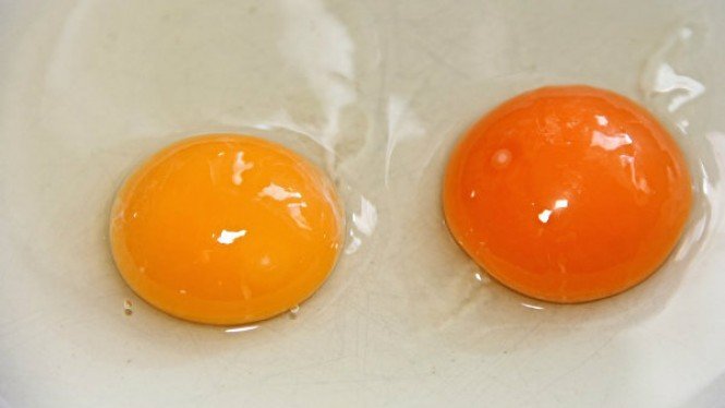 Detail Gambar Telur Ayam Warna Merah Nomer 12