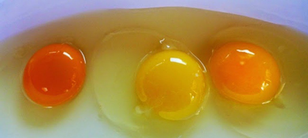 Detail Gambar Telur Ayam Warna Merah Nomer 14