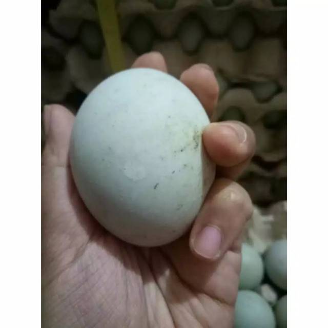 Detail Gambar Telur Bebek Nomer 31