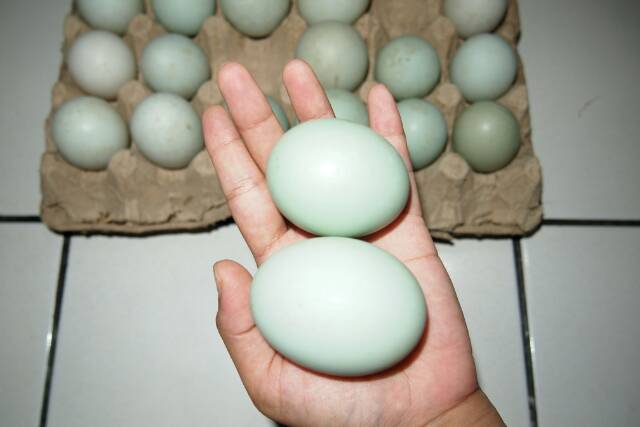 Detail Gambar Telur Bebek Mentah Nomer 13