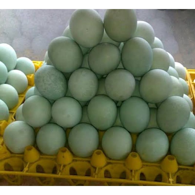 Detail Gambar Telur Bebek Mentah Nomer 31