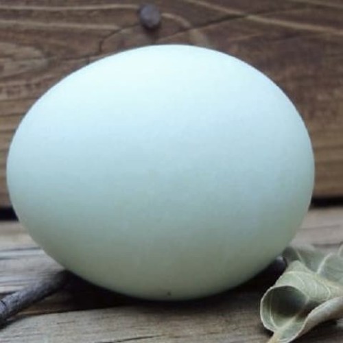 Detail Gambar Telur Bebek Mentah Nomer 35