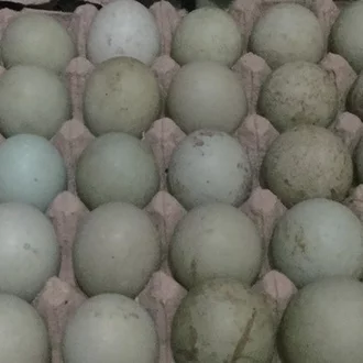 Detail Gambar Telur Bebek Mentah Nomer 55