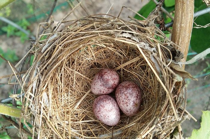 Detail Gambar Telur Burung Nomer 2