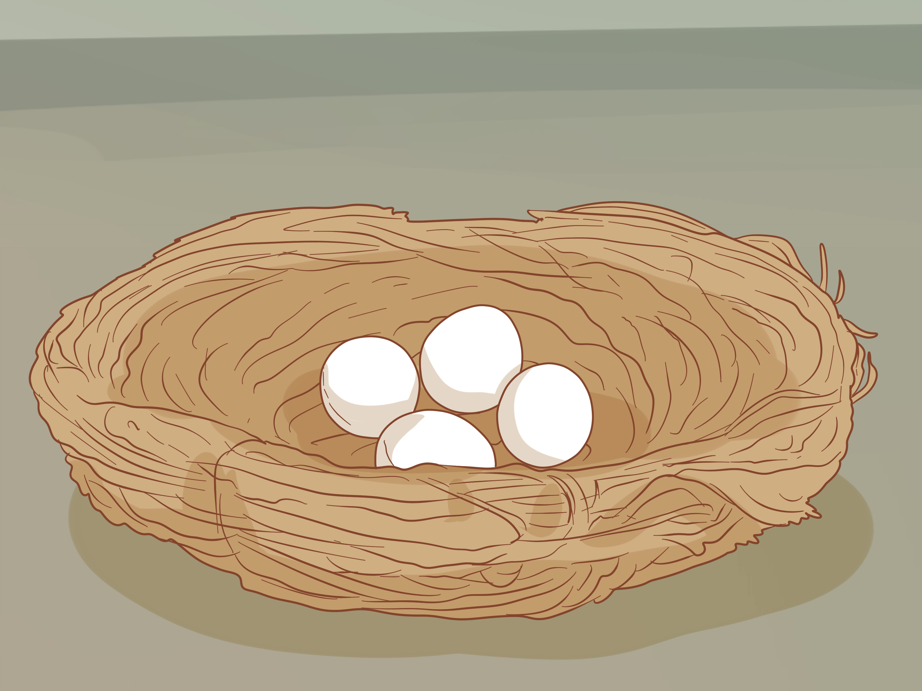 Detail Gambar Telur Burung Nomer 20