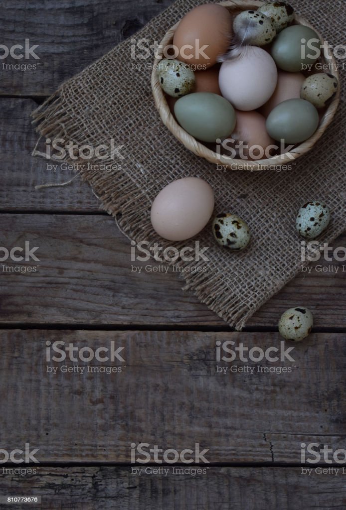 Detail Gambar Telur Burung Nomer 33