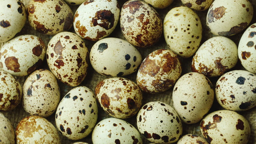 Detail Gambar Telur Burung Nomer 35