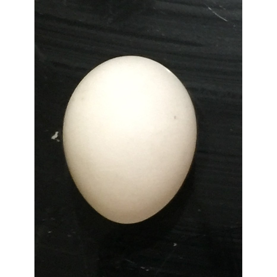 Detail Gambar Telur Burung Nomer 36