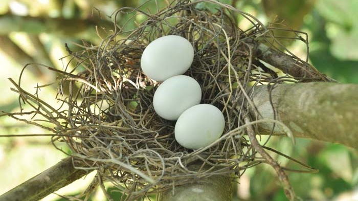 Detail Gambar Telur Burung Nomer 7
