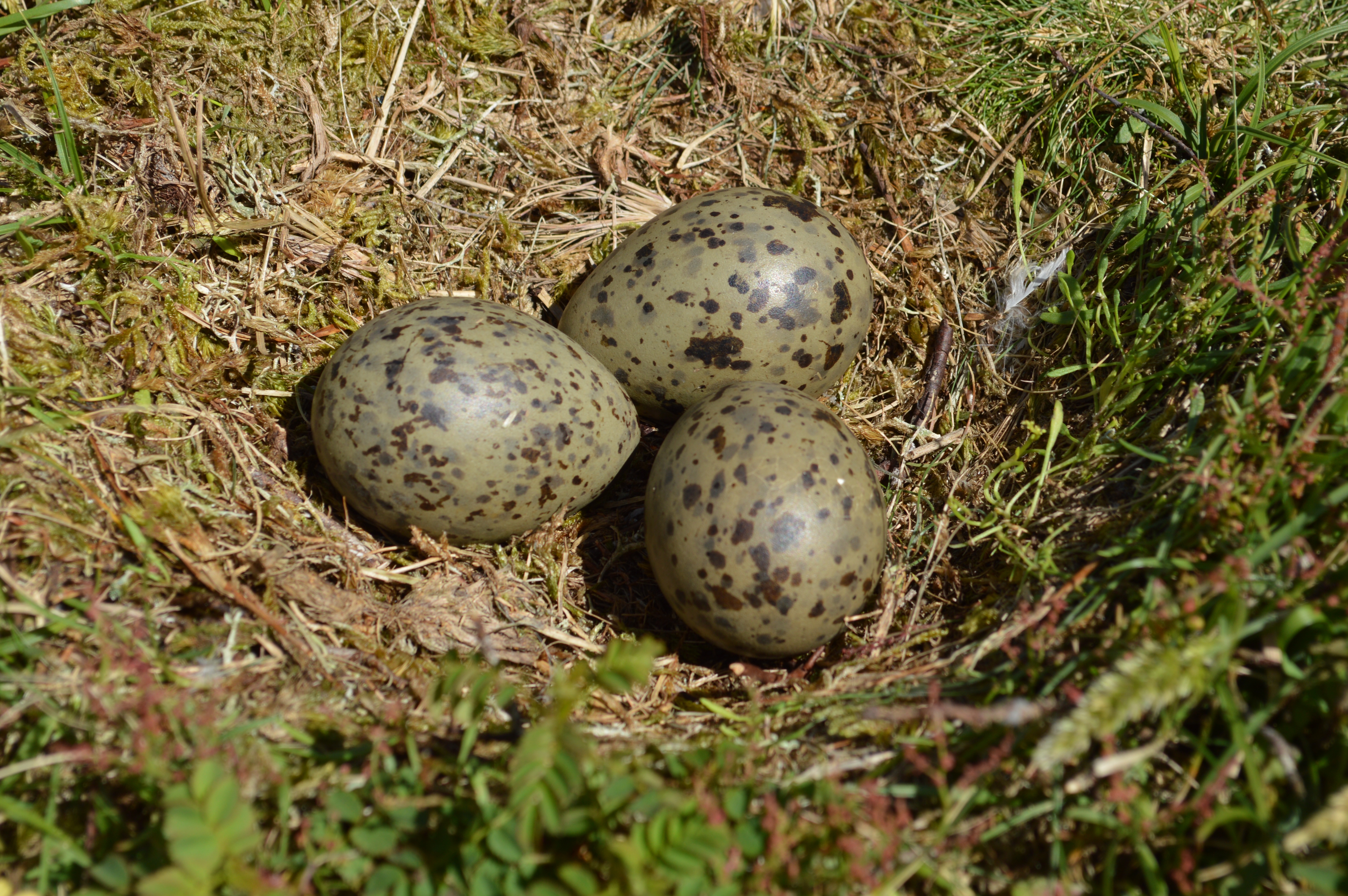 Detail Gambar Telur Burung Bangau Nomer 13