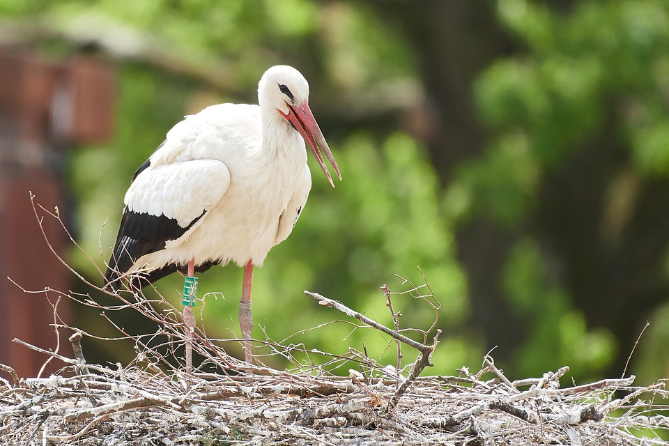 Detail Gambar Telur Burung Bangau Nomer 16