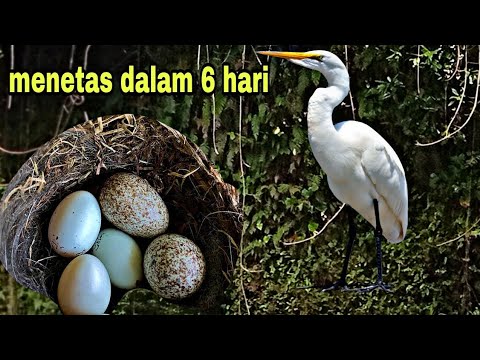 Detail Gambar Telur Burung Bangau Nomer 18