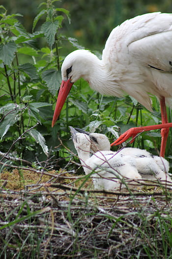 Detail Gambar Telur Burung Bangau Nomer 25