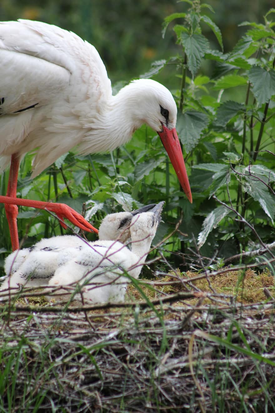 Detail Gambar Telur Burung Bangau Nomer 35