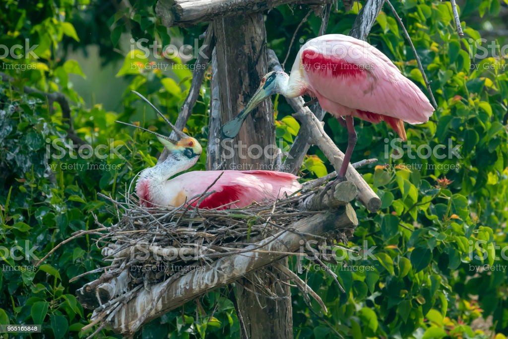 Detail Gambar Telur Burung Bangau Nomer 40