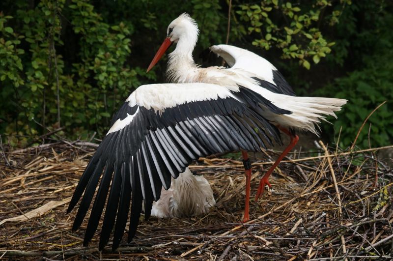 Detail Gambar Telur Burung Bangau Nomer 53