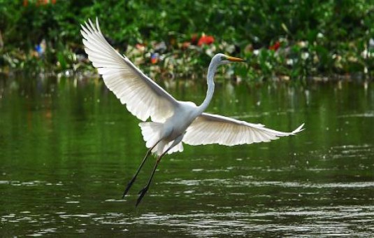 Detail Gambar Telur Burung Bangau Nomer 54