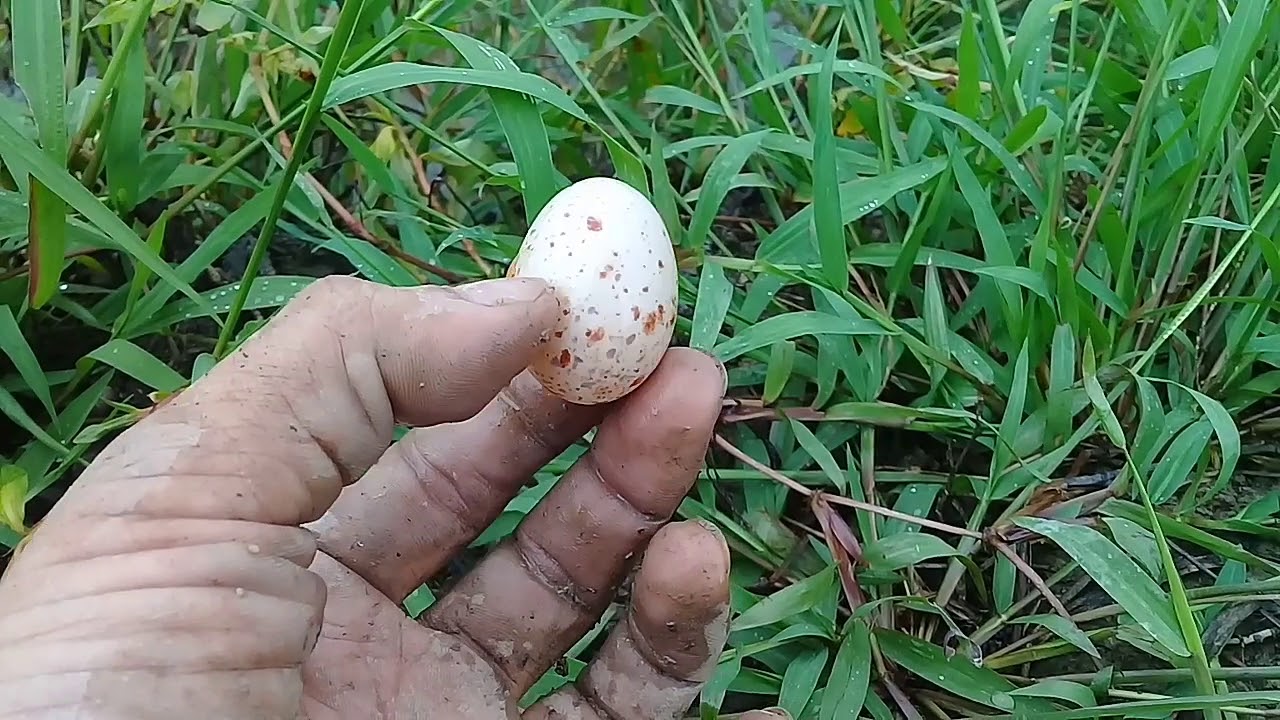 Detail Gambar Telur Burung Bangau Nomer 7