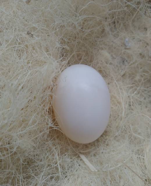 Detail Gambar Telur Burung Dara Nomer 4
