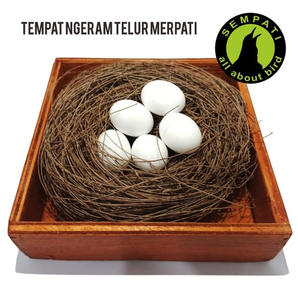 Detail Gambar Telur Burung Dara Nomer 38