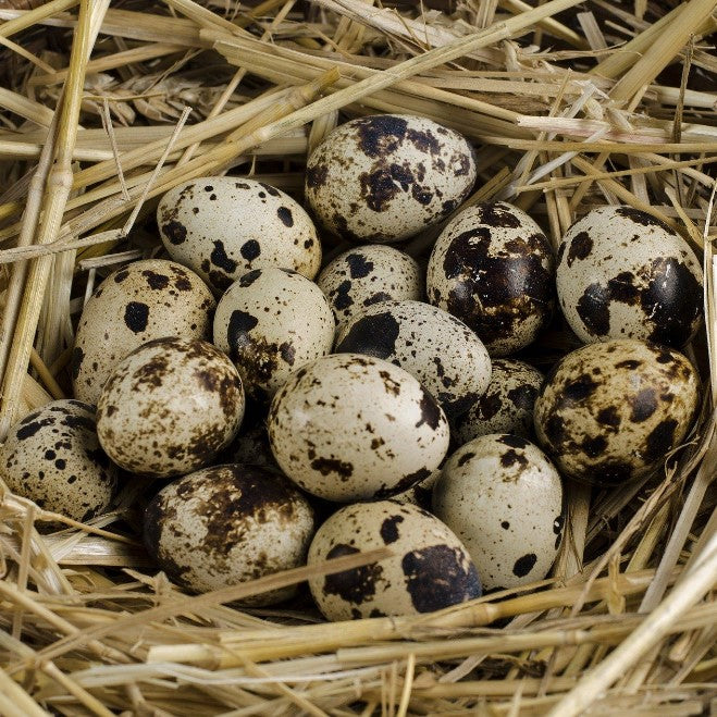 Detail Gambar Telur Burung Puyuh Nomer 3