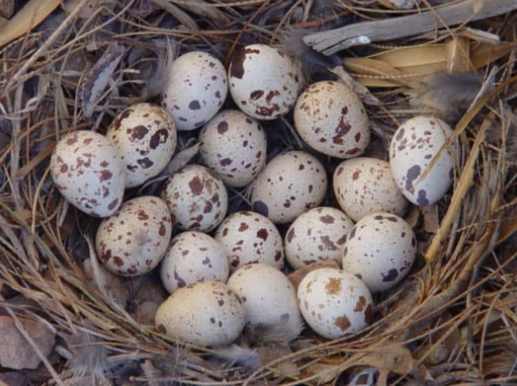 Detail Gambar Telur Burung Puyuh Nomer 23