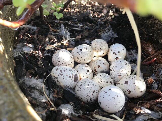 Detail Gambar Telur Burung Puyuh Nomer 35