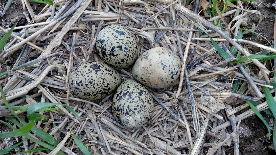 Detail Gambar Telur Burung Puyuh Nomer 51