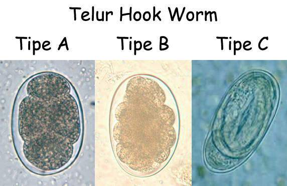 Detail Gambar Telur Cacing Ascaris Lumbricoides Nomer 20