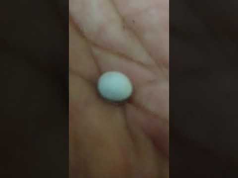 Detail Gambar Telur Cicak Nomer 52