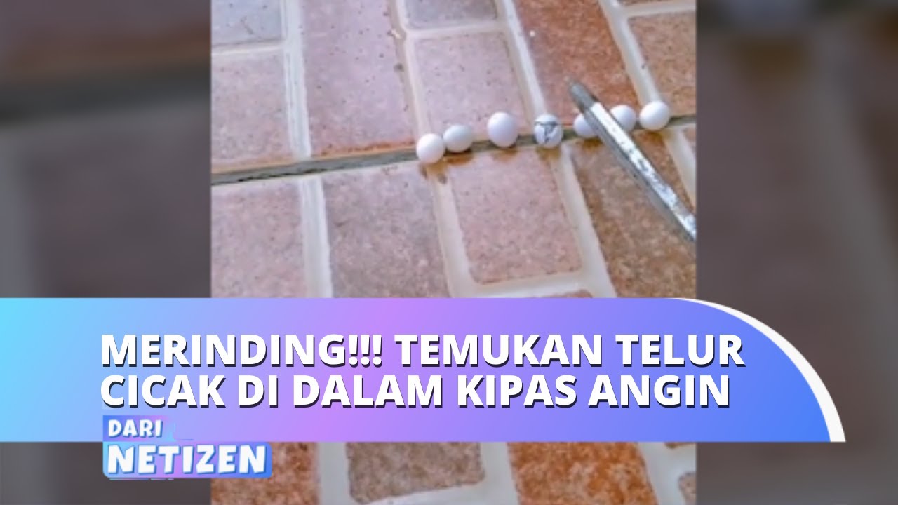 Detail Gambar Telur Cicak Nomer 57