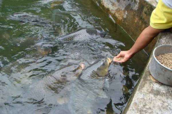 Detail Gambar Telur Ikan Komet Nomer 39