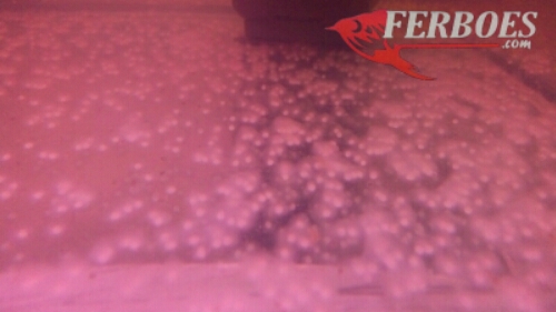Detail Gambar Telur Ikan Komet Nomer 41