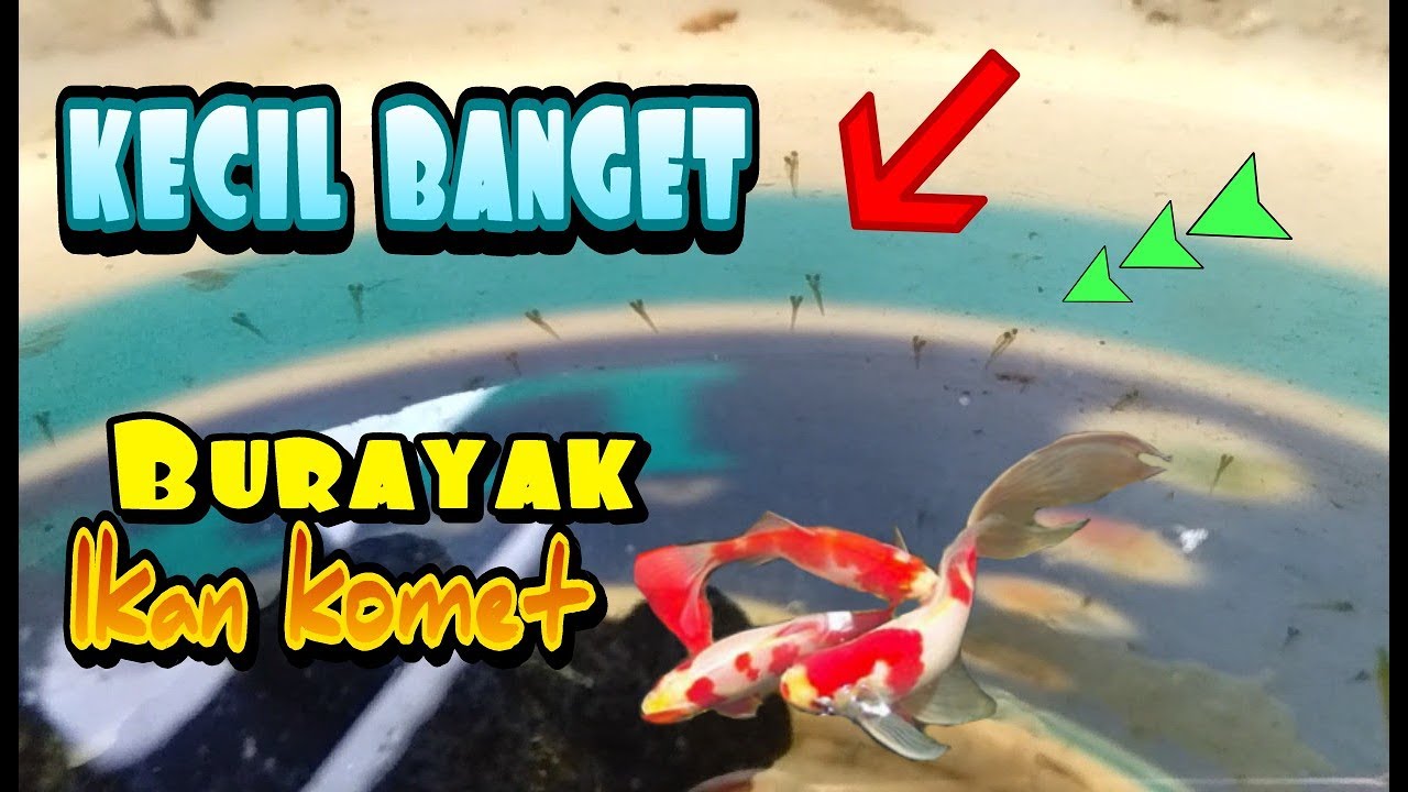 Detail Gambar Telur Ikan Komet Nomer 8