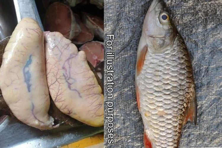 Detail Gambar Telur Ikan Mas Nomer 20