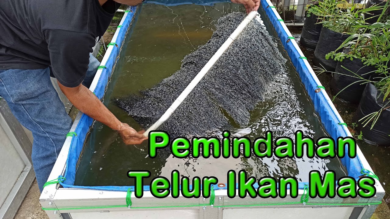 Detail Gambar Telur Ikan Mas Nomer 45