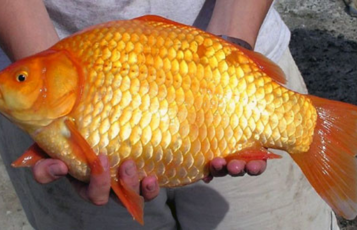 Detail Gambar Telur Ikan Mas Nomer 46