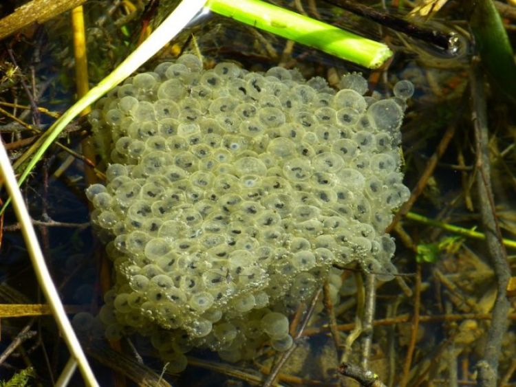 Detail Gambar Telur Katak Nomer 14