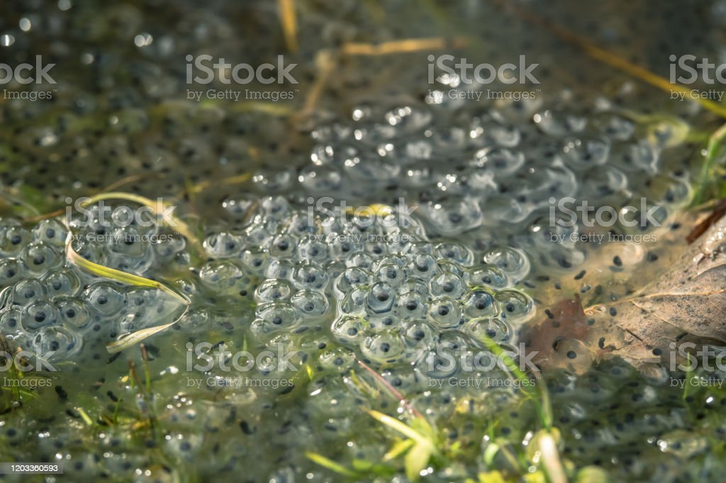 Detail Gambar Telur Katak Nomer 26