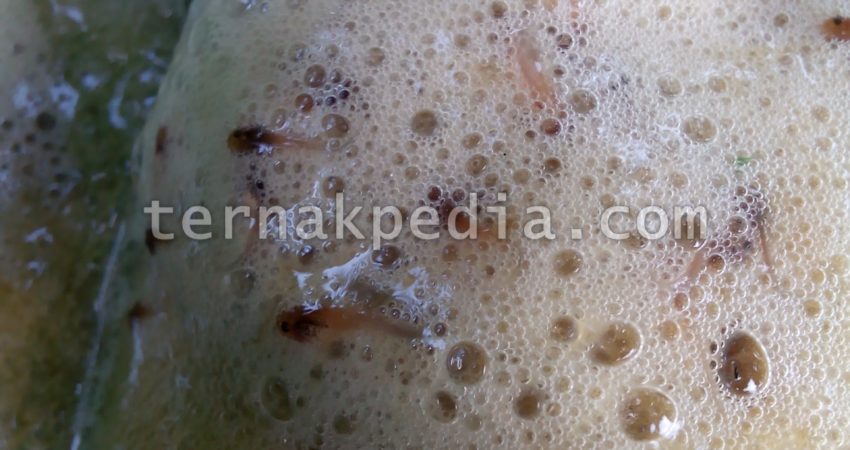 Detail Gambar Telur Katak Nomer 37